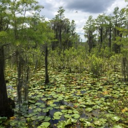 Swamp