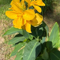 Lilies