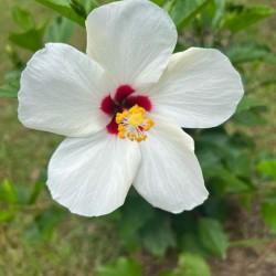 Hibiscus Flower