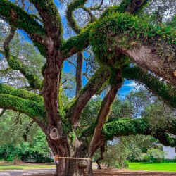 The Big Oak