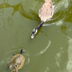 Thomasville Georgia