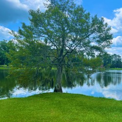 Cherokee Lake