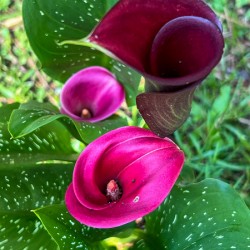 Calla Lilies