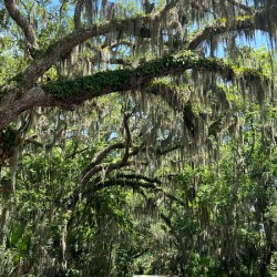 Amelia Island