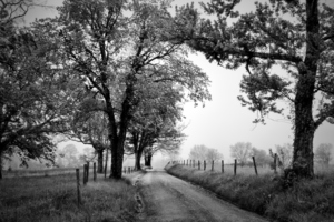 smokey mountains road with trees II