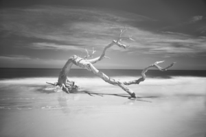 Death of a Tree