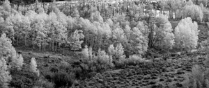 Line of Trees in Colorado