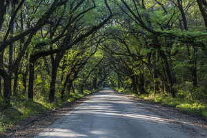 Canopy of Trees in Botany Bay