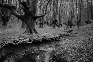 Beech Forest III