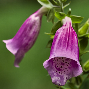 Flowers on the Oregon Trail