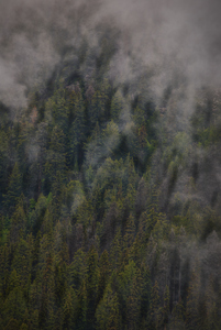 Canadian Forest