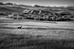 Deer in the smokey mountains 1