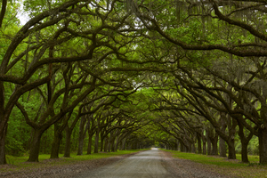 Fall Trees at Wormsloe