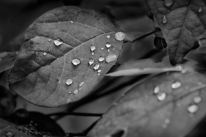 In the Smokies 1