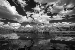 Myakka Park in Florida II