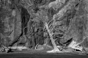 Tree on Ruby Beach