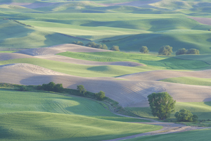 Palouse