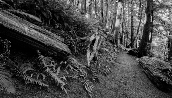 Path in the Oregon Forest Print