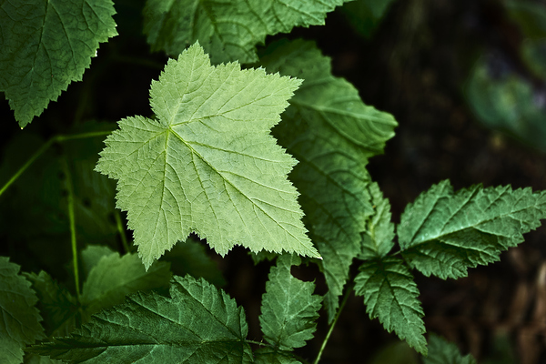 Light hitting Leaf Print