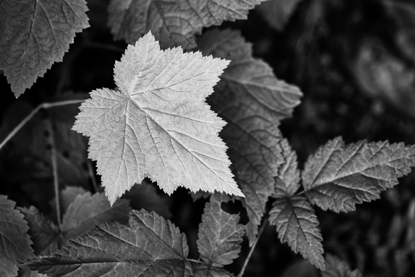 Light hitting Leaf II Print