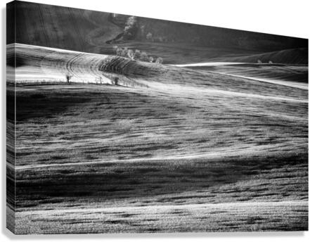 Isolated Trees Canvas Print