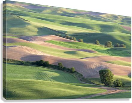 Rolling Hillsides Canvas Print