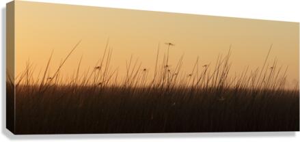 Wing Drying Canvas Print