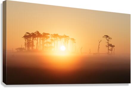 Golden Canvas Print