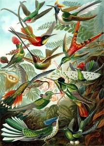 100 haeckel trochilidae