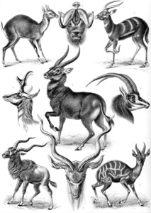 101 haeckel antilopina