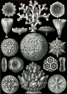 10 haeckel hexacoralla