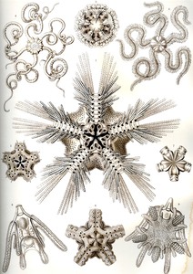 11 haeckel ophiodea