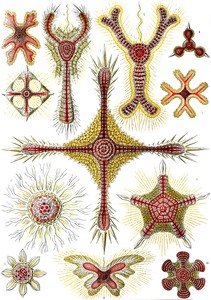 12 haeckel discoidea