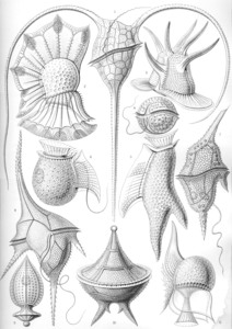 15 haeckel peridinea