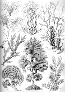 16 haeckel fucoideae