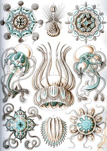 17 haeckel narcomedusae