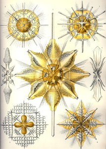 22 haeckel acanthometra