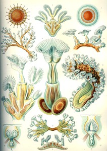 24 haeckel bryozoa