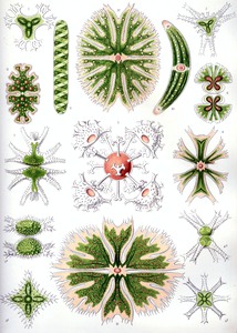 25 haeckel desmidiea