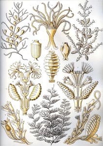 26 haeckel sertulariae