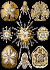 31 haeckel echinidea