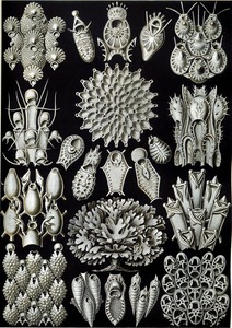 34 haeckel bryozoa