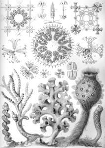 36 haeckel hexactinellae