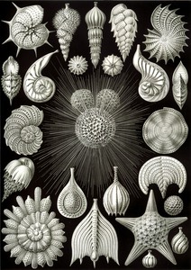 3 haeckel thalamphora
