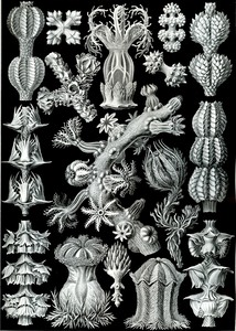 40 haeckel gorgonida