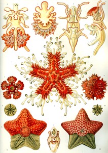 41 haeckel asteridea