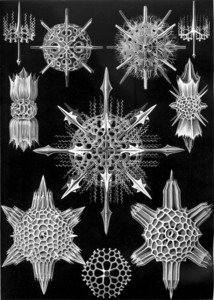 42 haeckel acanthophracta
