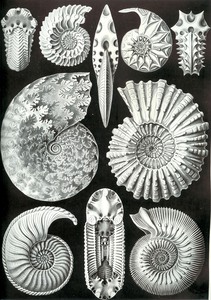 45 haeckel ammonitida Print