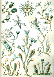 46 haeckel campanariae