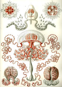 47 haeckel anthomedusae